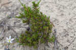 Pine barren stitchwort